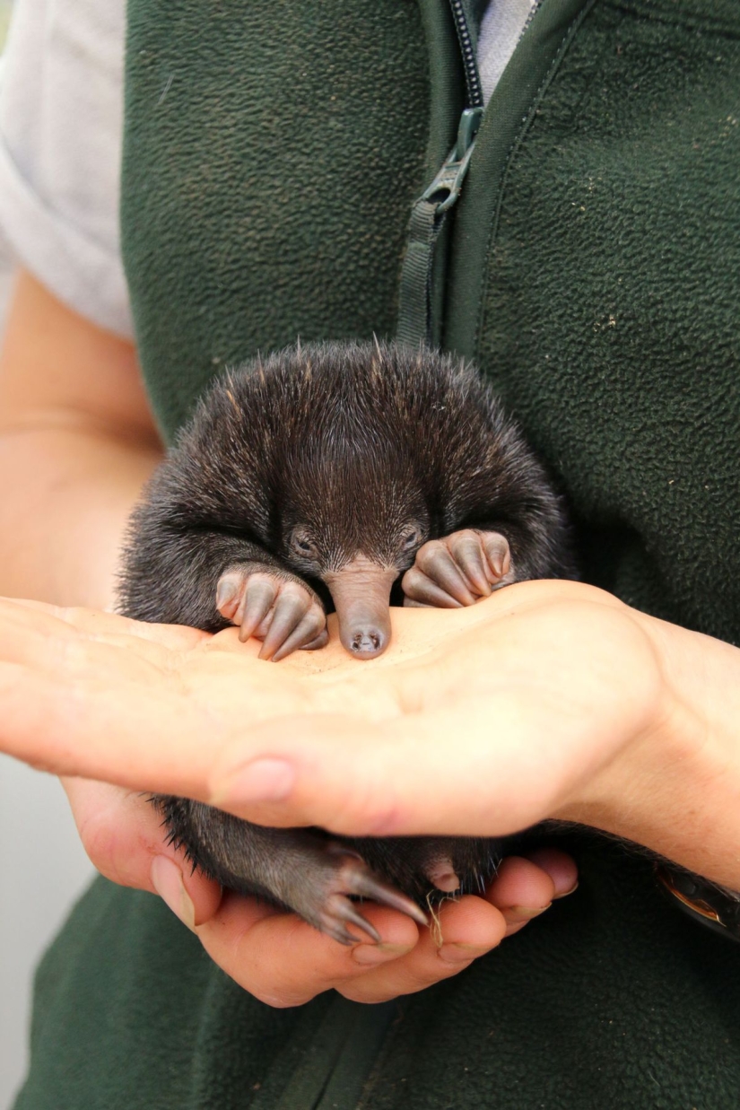 Three little echidnas were born in captivity for the first time in 29 years