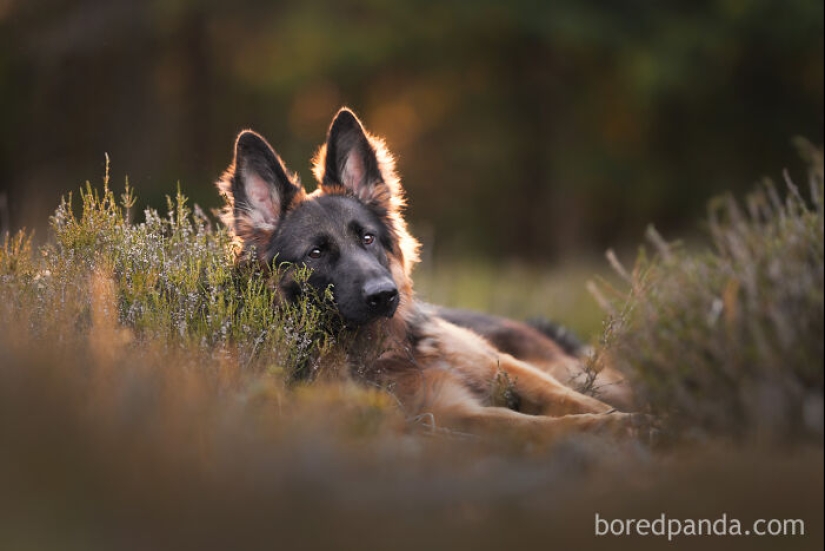 Through The Lens Of A Dog Lover: 15 Of My Favorite Photographs I Took Through The Lens Of A Dog Lover: 15 Of My Favorite Photographs I Took