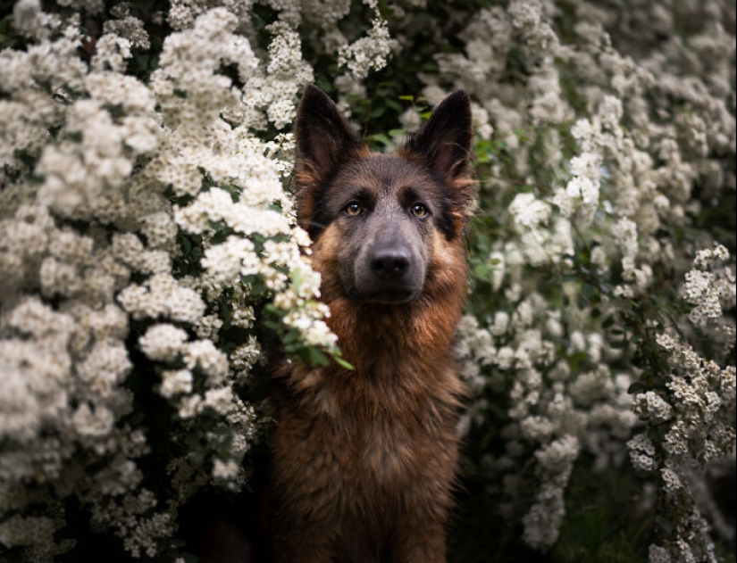 Through The Lens Of A Dog Lover: 15 Of My Favorite Photographs I Took Through The Lens Of A Dog Lover: 15 Of My Favorite Photographs I Took