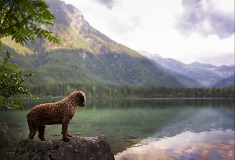 Through The Lens Of A Dog Lover: 15 Of My Favorite Photographs I Took Through The Lens Of A Dog Lover: 15 Of My Favorite Photographs I Took