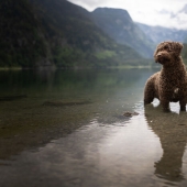 Through The Lens Of A Dog Lover: 15 Of My Favorite Photographs I Took