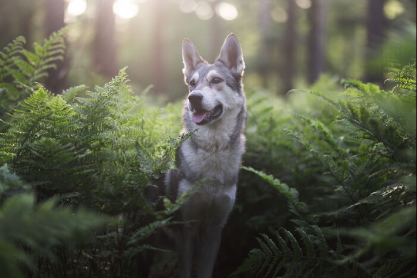 Through The Lens Of A Dog Lover: 15 Of My Favorite Photographs I Took Through The Lens Of A Dog Lover: 15 Of My Favorite Photographs I Took