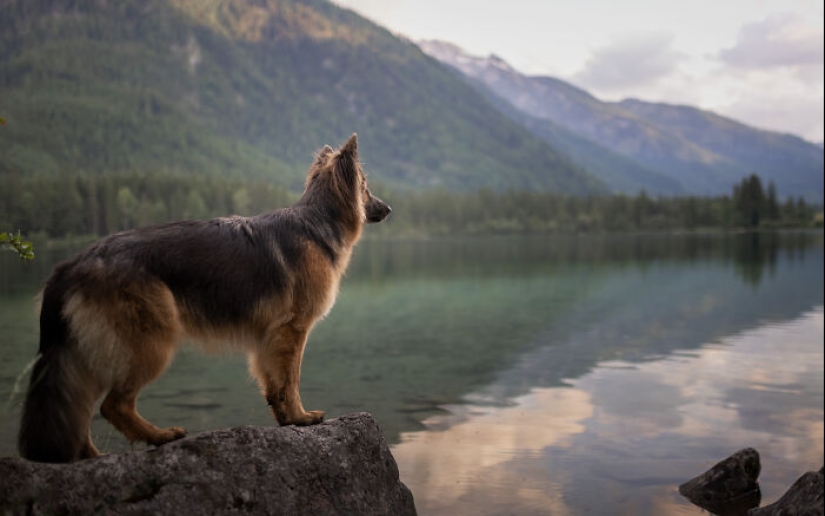 Through The Lens Of A Dog Lover: 15 Of My Favorite Photographs I Took Through The Lens Of A Dog Lover: 15 Of My Favorite Photographs I Took