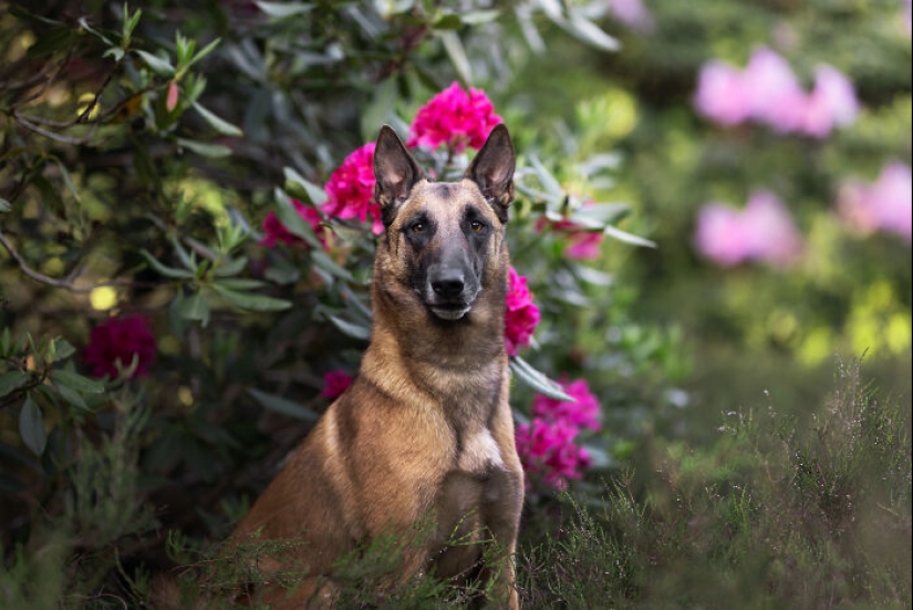 Through The Lens Of A Dog Lover: 15 Of My Favorite Photographs I Took Through The Lens Of A Dog Lover: 15 Of My Favorite Photographs I Took