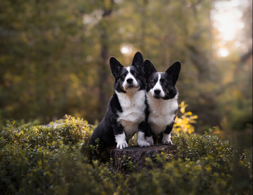 Through The Lens Of A Dog Lover: 15 Of My Favorite Photographs I Took Through The Lens Of A Dog Lover: 15 Of My Favorite Photographs I Took