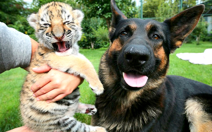 Tiger cub abandoned by mother is raised by dogs
