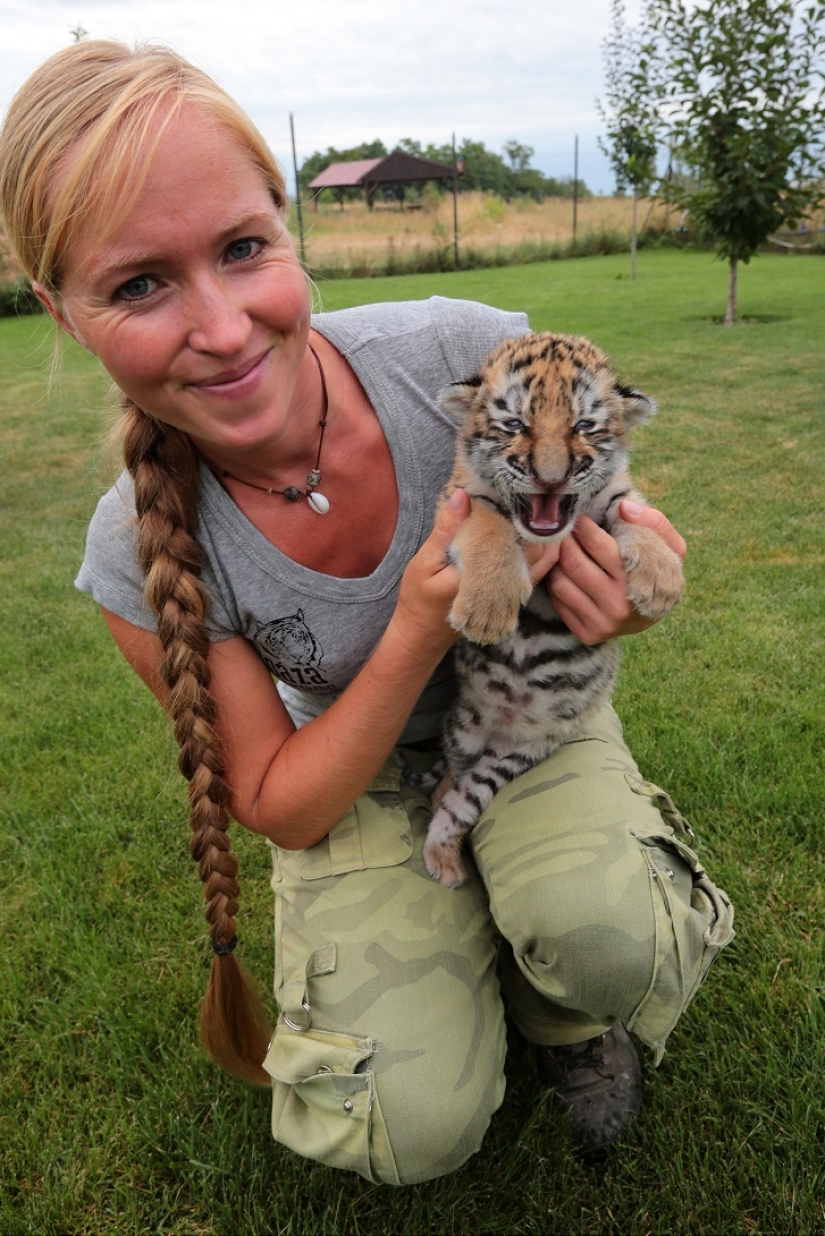Tiger cub abandoned by mother is raised by dogs