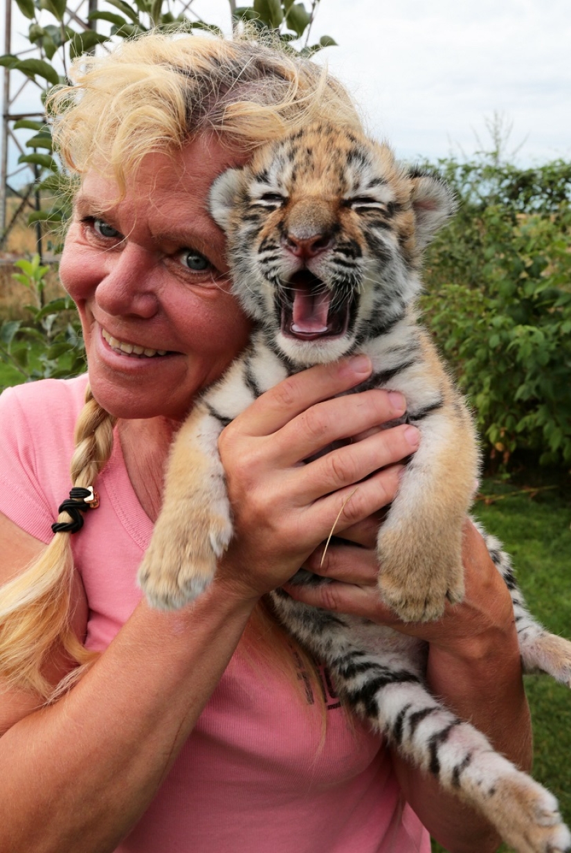 Tiger cub abandoned by mother is raised by dogs