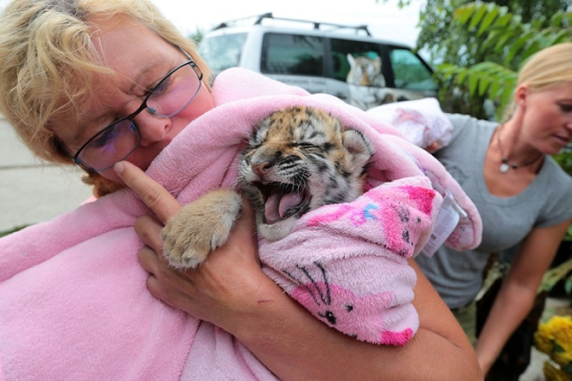 Tiger cub abandoned by mother is raised by dogs