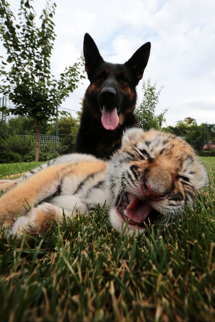 Tiger cub abandoned by mother is raised by dogs