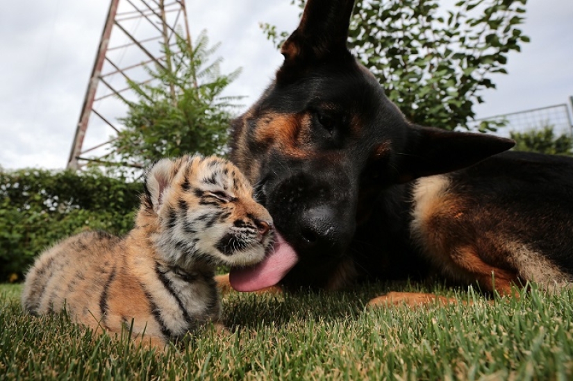 Tiger cub abandoned by mother is raised by dogs
