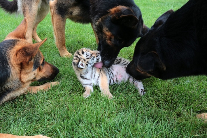 Tiger cub abandoned by mother is raised by dogs