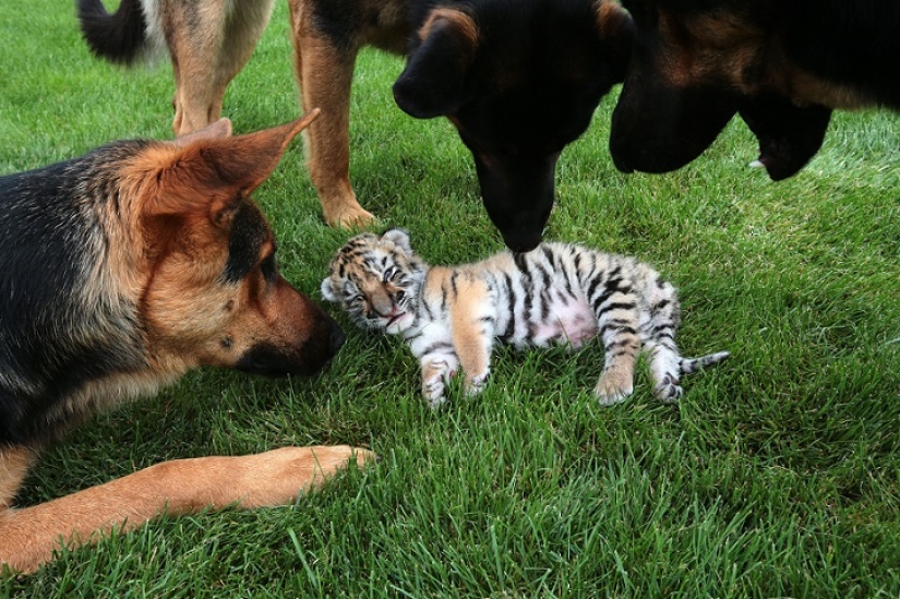 Tiger cub abandoned by mother is raised by dogs
