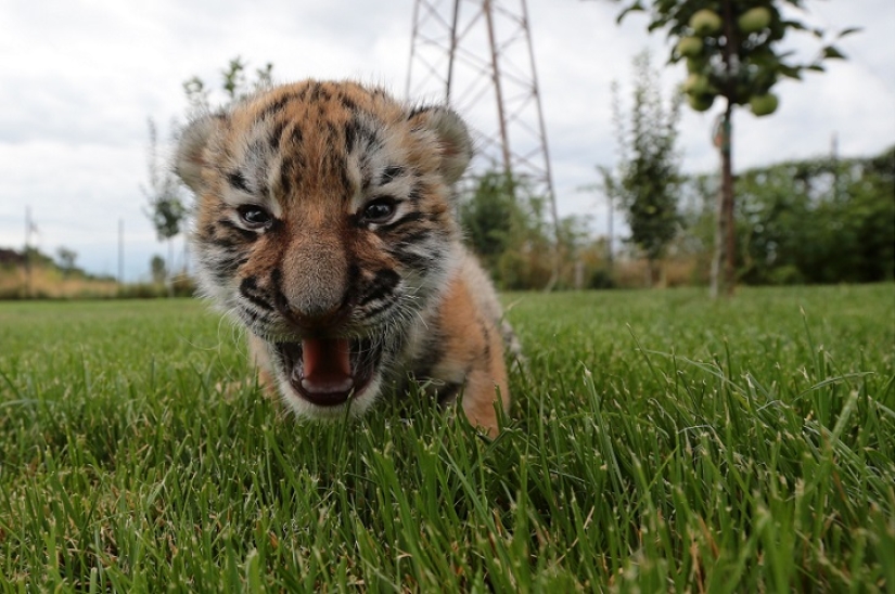 Tiger cub abandoned by mother is raised by dogs