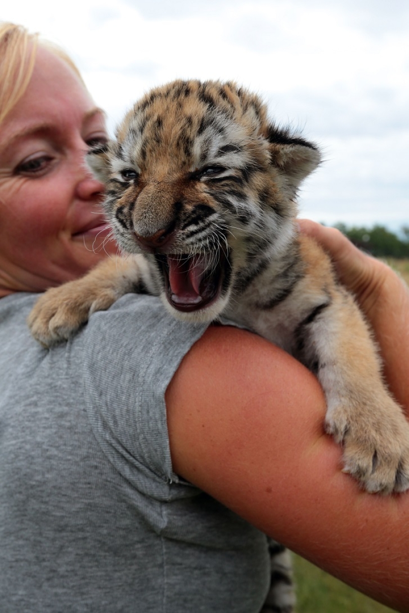 Tiger cub abandoned by mother is raised by dogs