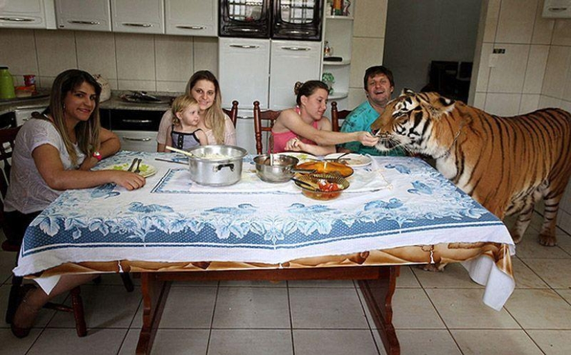 Tiger instead of a pet: 7 predators live in a Brazilian family Tiger instead of a pet: 7 predators live in a Brazilian family