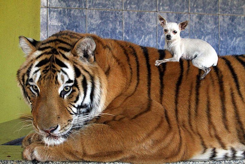 Tiger instead of a pet: 7 predators live in a Brazilian family Tiger instead of a pet: 7 predators live in a Brazilian family