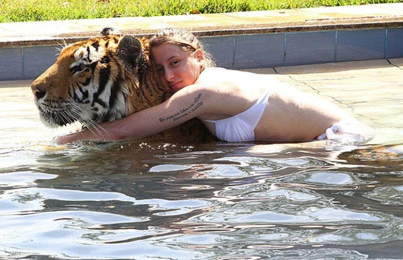 Tiger instead of a pet: 7 predators live in a Brazilian family Tiger instead of a pet: 7 predators live in a Brazilian family