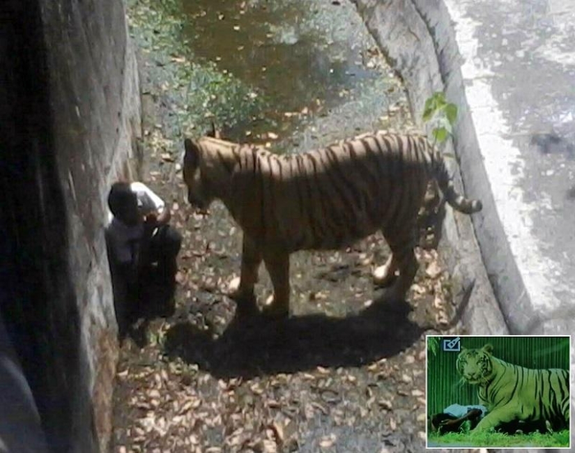 Tigre blanco mata a joven en zoológico indio