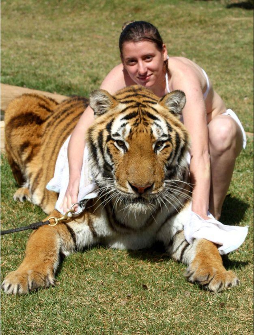 Tigre en lugar de mascota: 7 depredadores viven en una familia brasileña Tigre en lugar de mascota: 7 depredadores viven en una familia brasileña