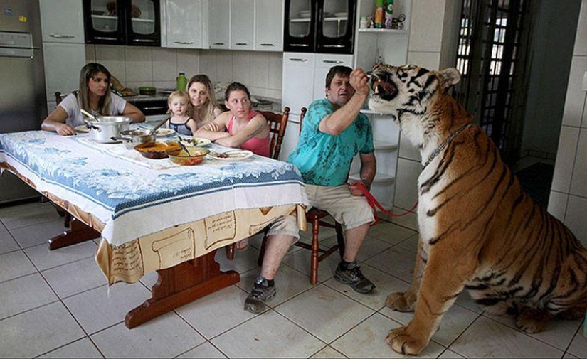 Tigre en lugar de mascota: 7 depredadores viven en una familia brasileña Tigre en lugar de mascota: 7 depredadores viven en una familia brasileña