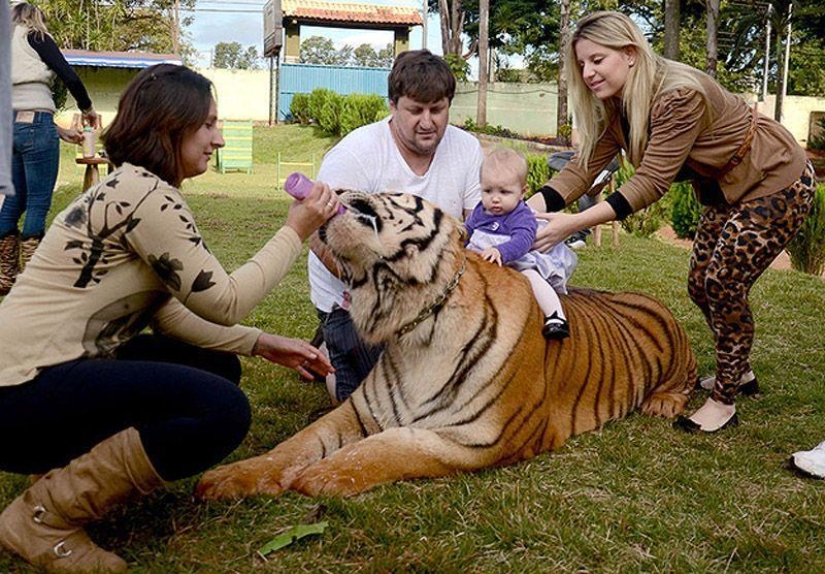 Tigre en lugar de mascota: 7 depredadores viven en una familia brasileña Tigre en lugar de mascota: 7 depredadores viven en una familia brasileña