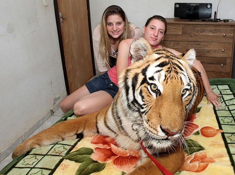 Tigre en lugar de mascota: 7 depredadores viven en una familia brasileña Tigre en lugar de mascota: 7 depredadores viven en una familia brasileña