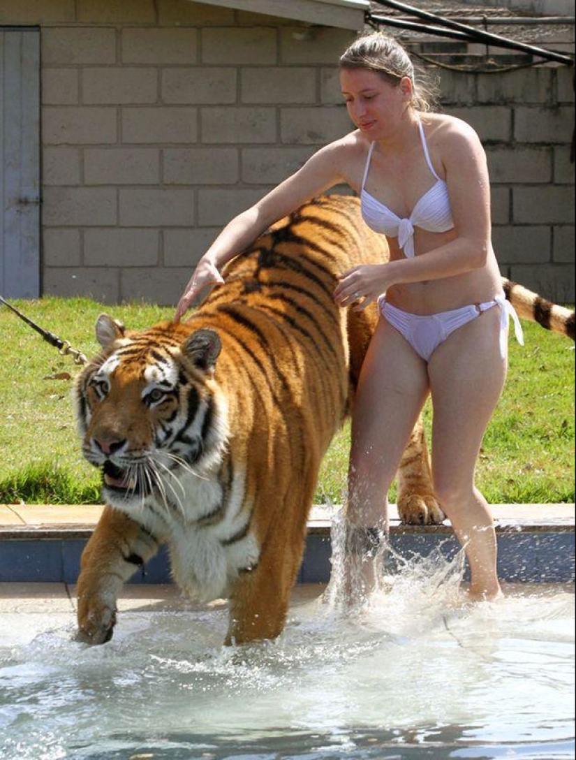 Tigre en lugar de mascota: 7 depredadores viven en una familia brasileña Tigre en lugar de mascota: 7 depredadores viven en una familia brasileña