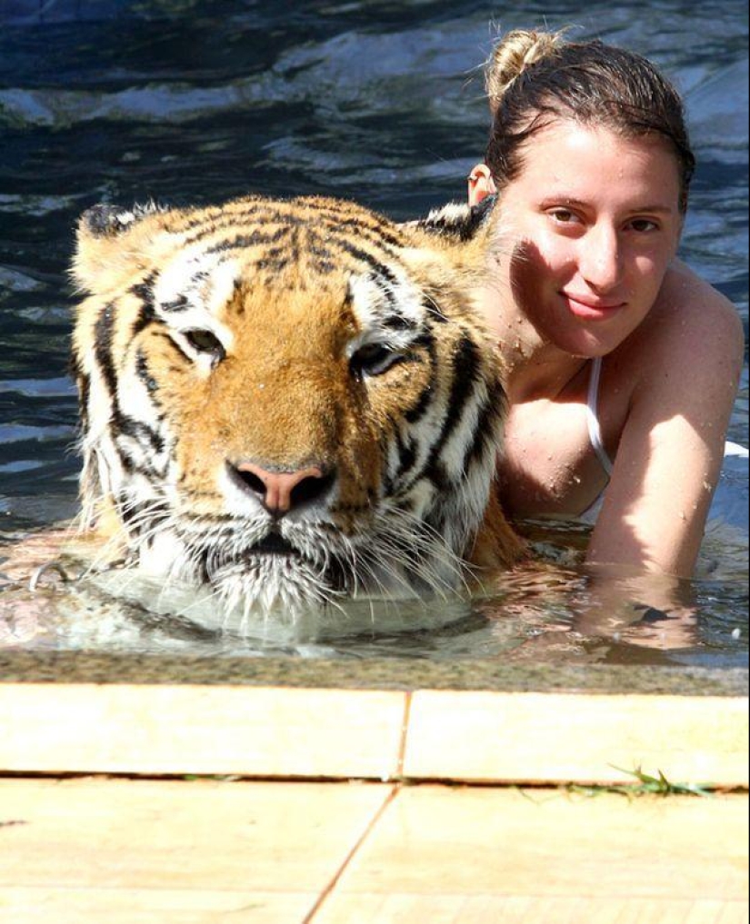 Tigre en lugar de mascota: 7 depredadores viven en una familia brasileña Tigre en lugar de mascota: 7 depredadores viven en una familia brasileña