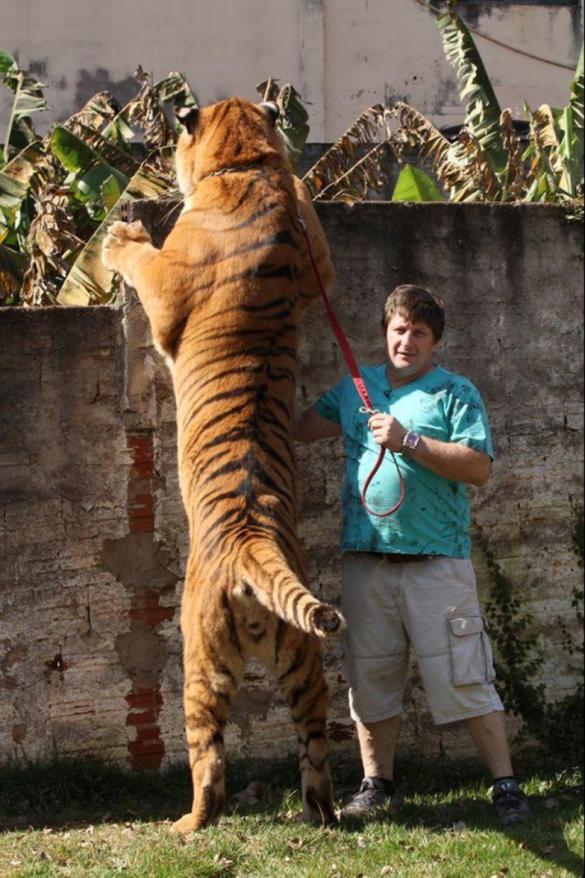 Tigre en lugar de mascota: 7 depredadores viven en una familia brasileña Tigre en lugar de mascota: 7 depredadores viven en una familia brasileña