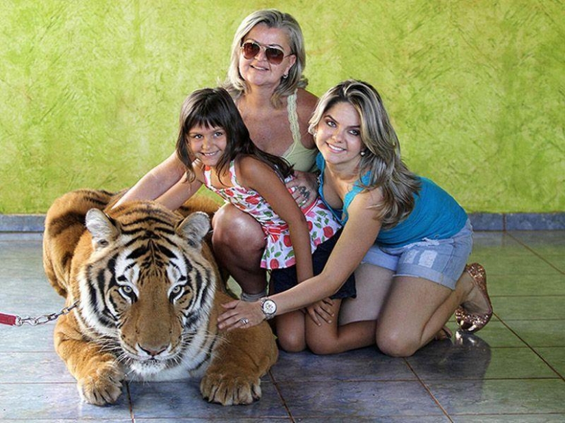 Tigre en lugar de mascota: 7 depredadores viven en una familia brasileña Tigre en lugar de mascota: 7 depredadores viven en una familia brasileña