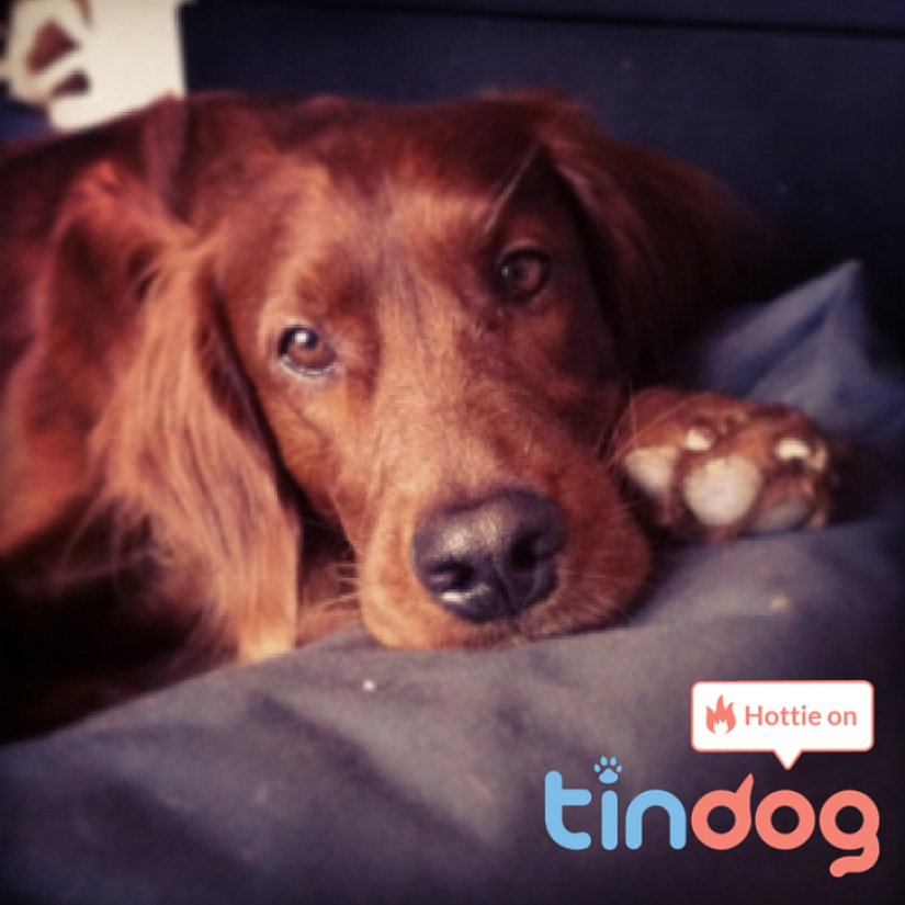 Tinder lanza aplicación de citas para perros