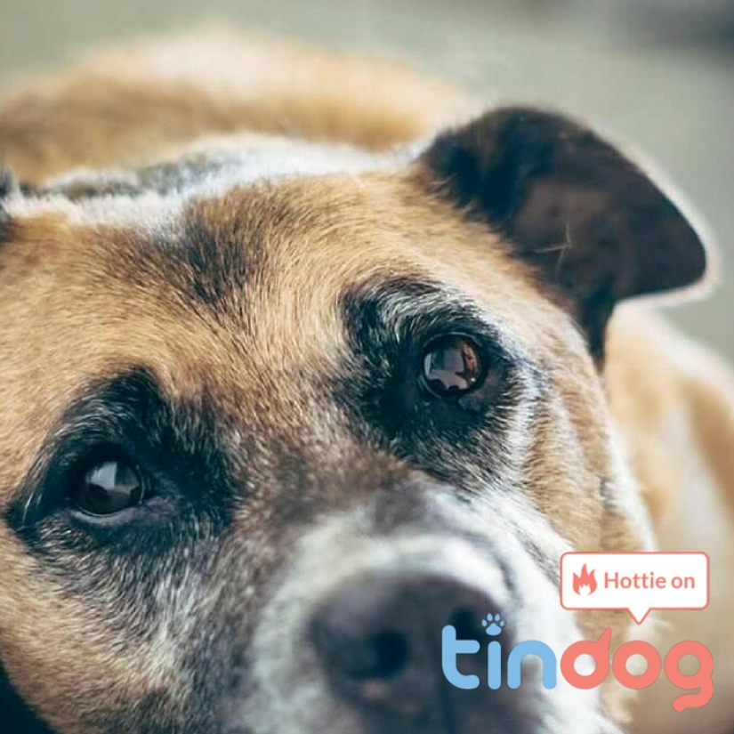 Tinder launches dog dating app