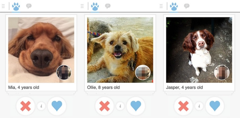 Tinder launches dog dating app