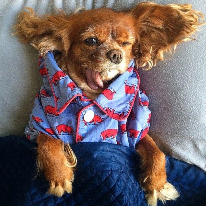 Toast es el perro de aguas rescatado más adorable con la lengua afuera