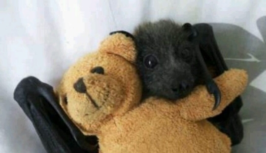 ¿Todavía le tienes miedo a los murciélagos? ¡Entonces vamos a ti!