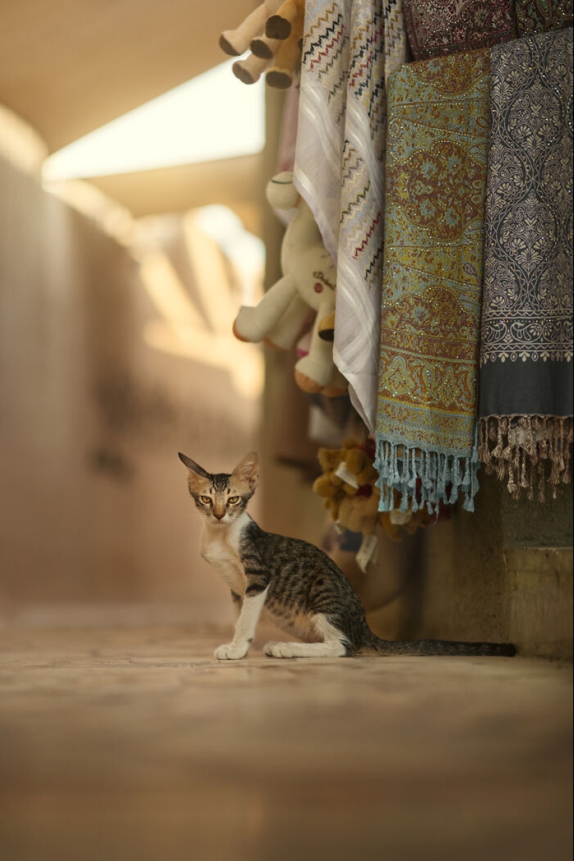 Tomé fotografías de la vida silvestre urbana, aquí hay 10 de ellas