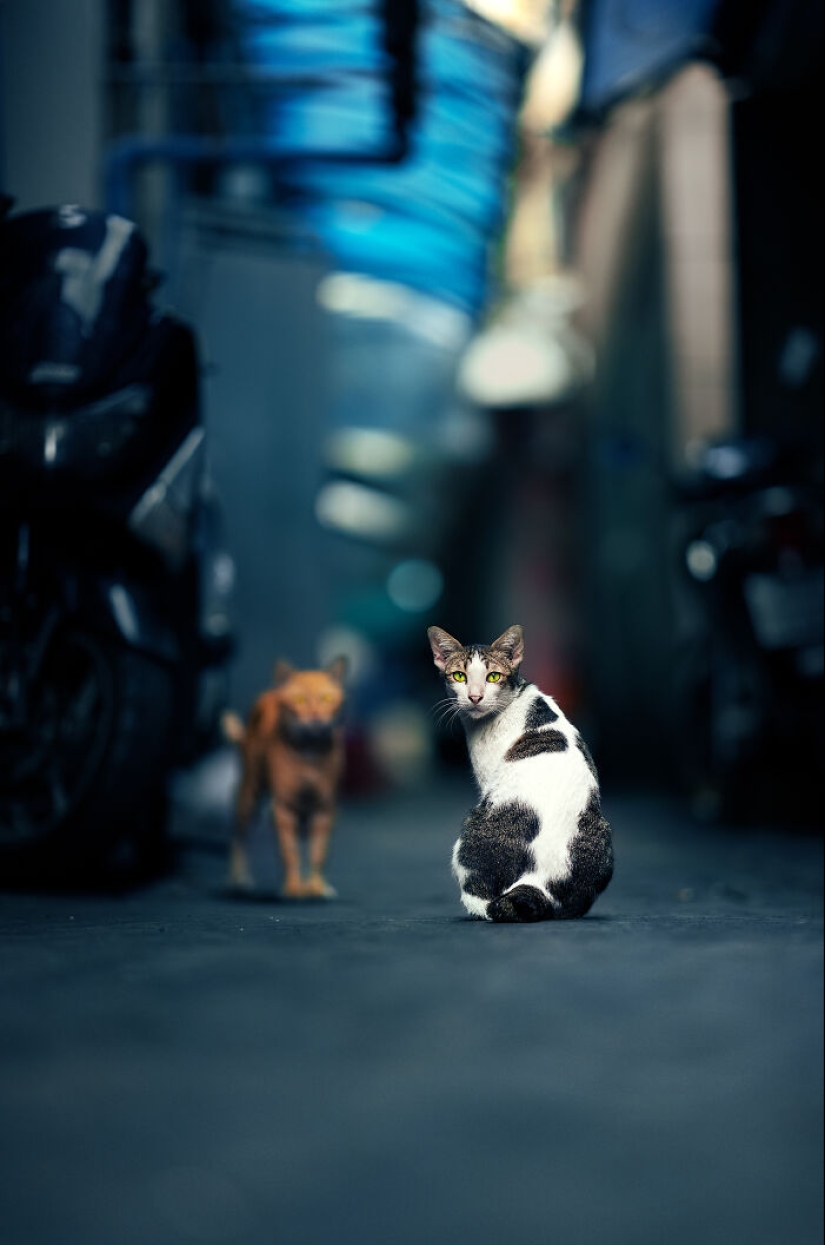 Tomé fotografías de la vida silvestre urbana, aquí hay 10 de ellas