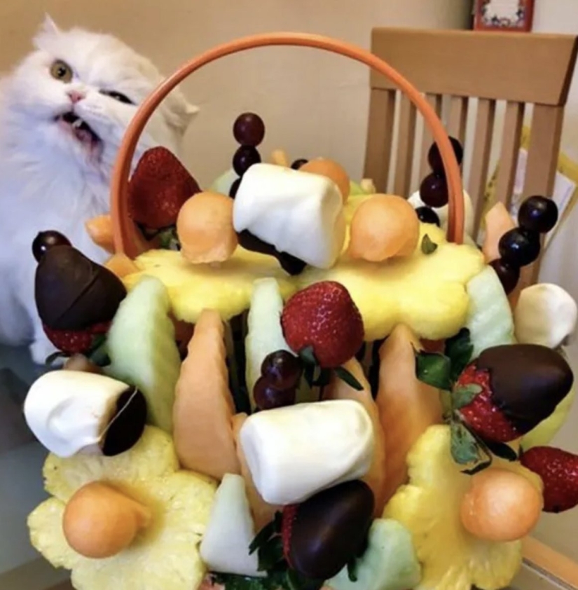 Top 10 Cats That Ruined Perfect Photos