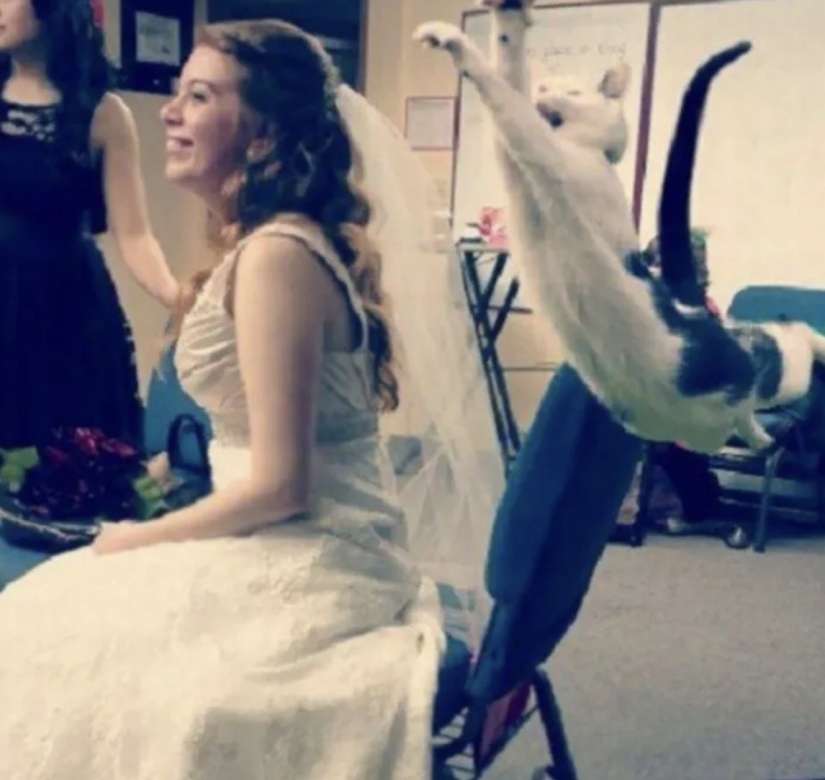 Top 10 Cats That Ruined Perfect Photos