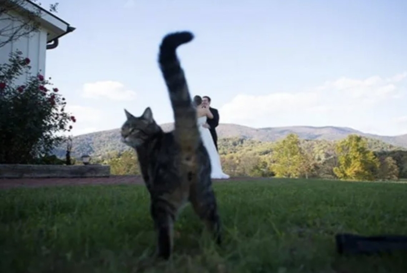 Top 10 Cats That Ruined Perfect Photos