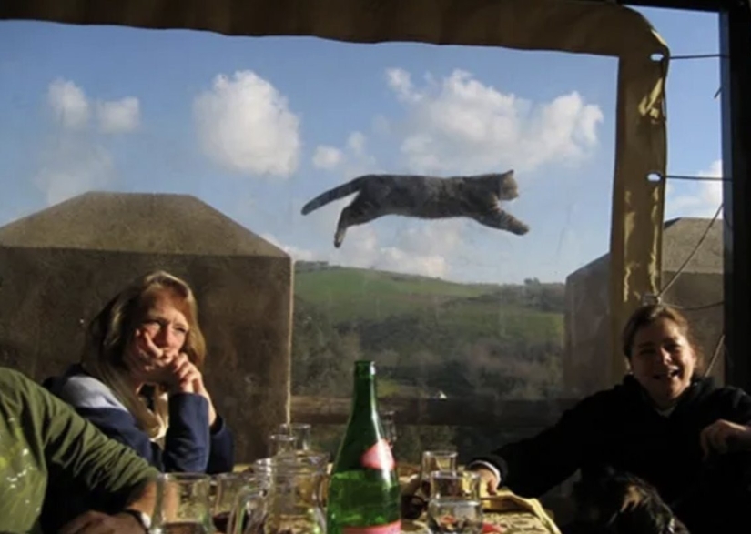Top 10 Cats That Ruined Perfect Photos