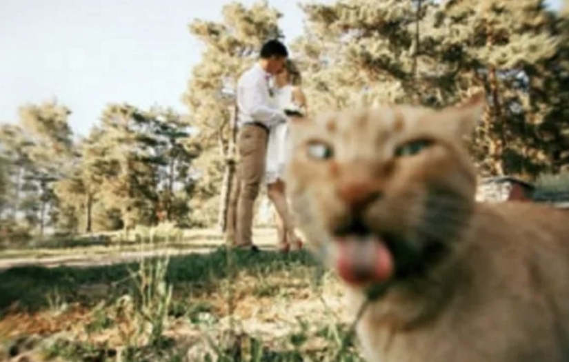 Top 10 Cats That Ruined Perfect Photos