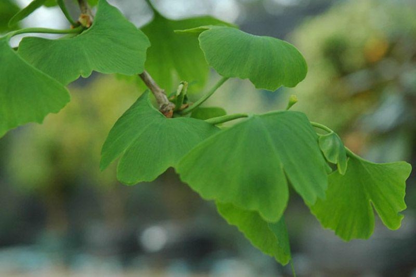 Top 10 Foods for Healthy Hair Top 10 Foods for Healthy Hair