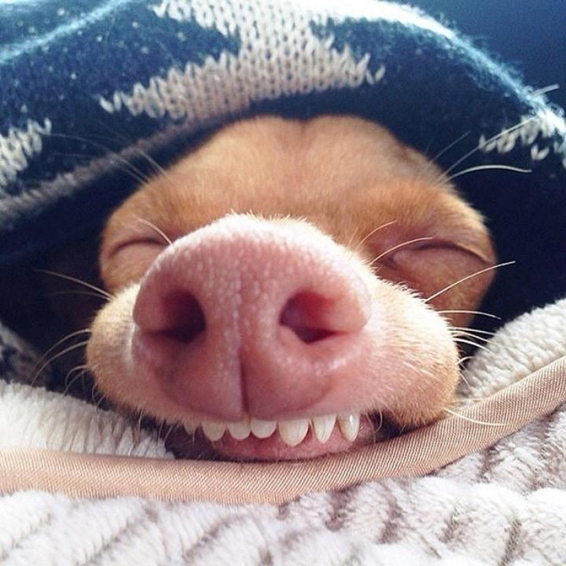 Top 10 most followed animals on Instagram