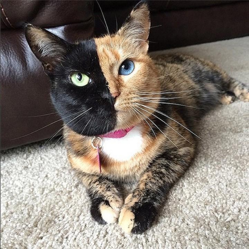 Top 10 most followed animals on Instagram