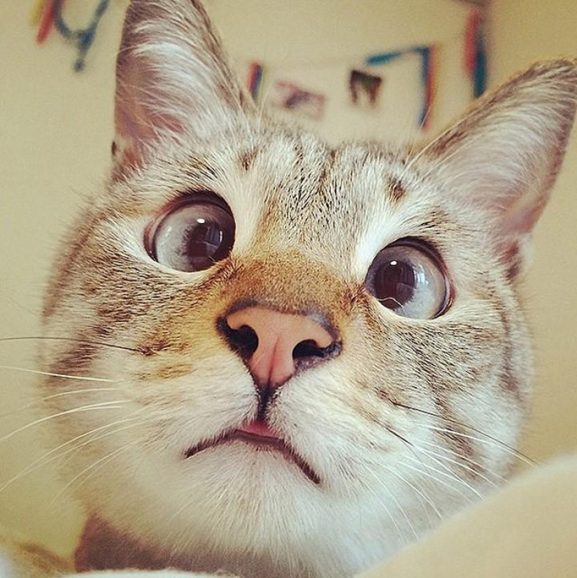 Top 10 most followed animals on Instagram