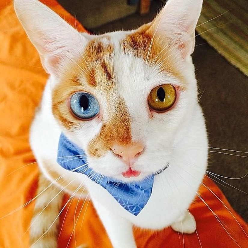 Top 10 most followed animals on Instagram