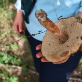 Top 10 Mushrooms: Kings of the Forest