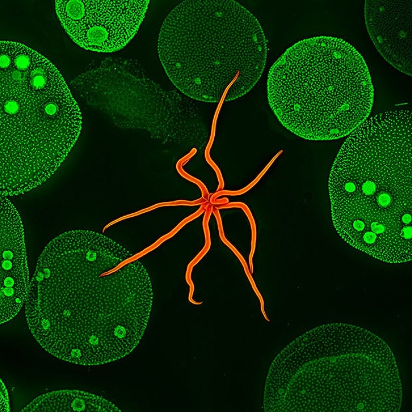 Top 10 Nikon Small World Photos Top 10 Nikon Small World Photos